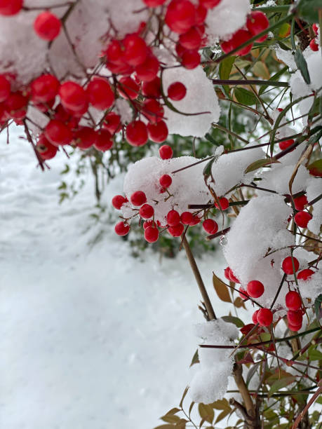 istock Winterberry covered in snow 1420583639