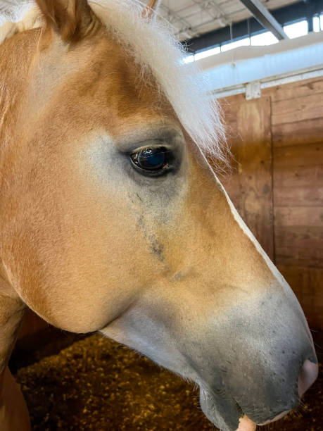 istock Side Profile of a Beautiful Thoroughbred Horse 1420585776