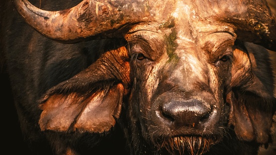 Close up image of head of cape buffalo.