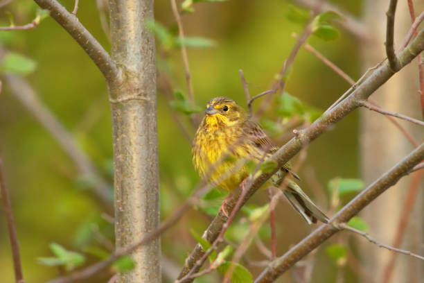 istock Yellowhammer (Emberiza citrinella) sitting in the tree. 1420588630