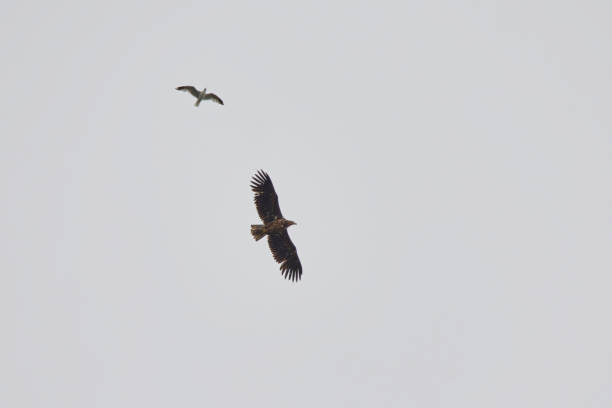 istock White-tailed eagle (Haliaeetus albicilla) juvenile flying in the sky while gull is harassing it. 1420588631