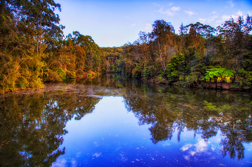 Still reflective surface of Lane Cover river in city national park of Sydney, Australia, at sunrise.
