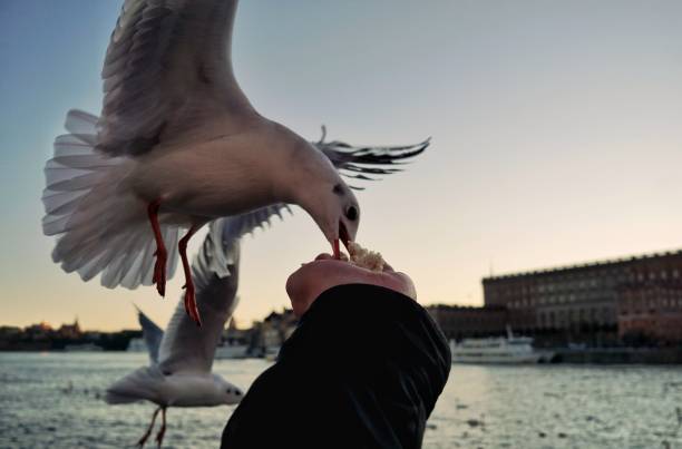 istock Cropped hand feeding seagull sky during winter 1420591627