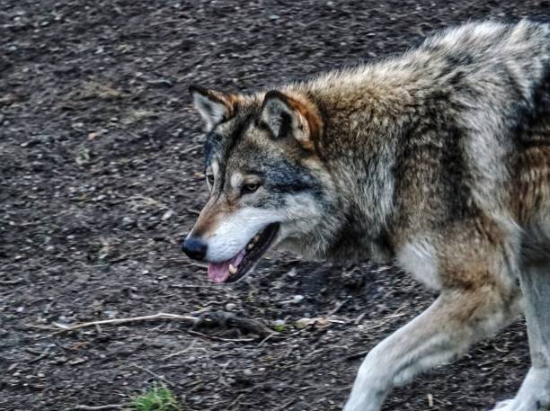 istock Close up of a wolf 1420591757