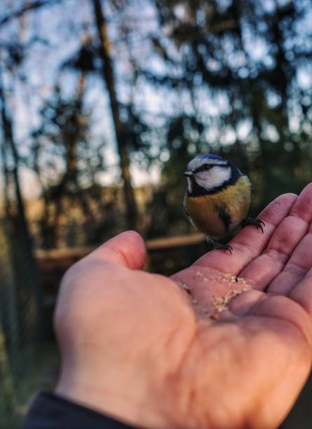 istock Cropped hand holding feeding blue tit 1420591760