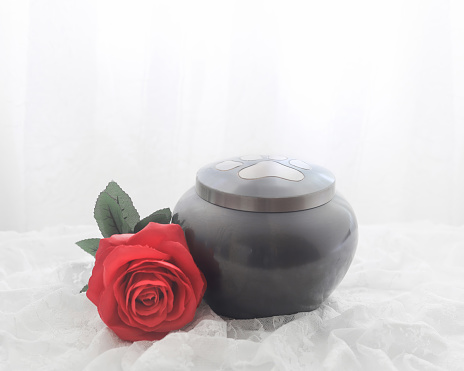 In remembrance of a pet. Red rose beside an urn filled with ashes of a dog isolated on a white background.