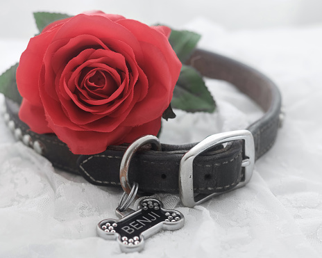Dog collar with a red rose symbolizing the love of a pet.