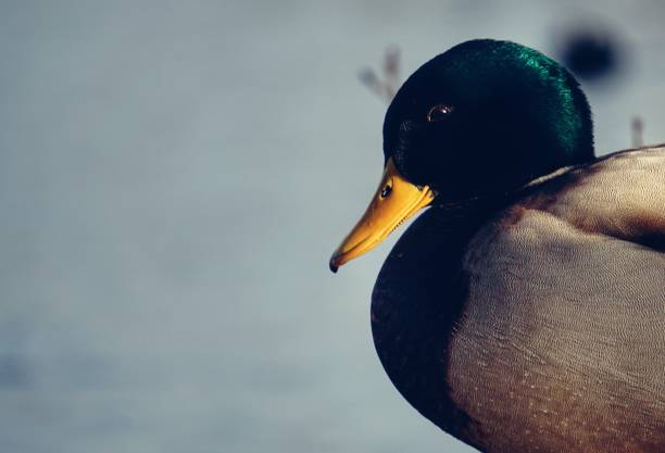 istock Close up of a mallard duck against water 1420594326