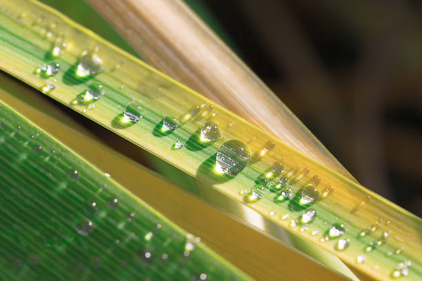 Morning dew tropical plant . Water natural drops
