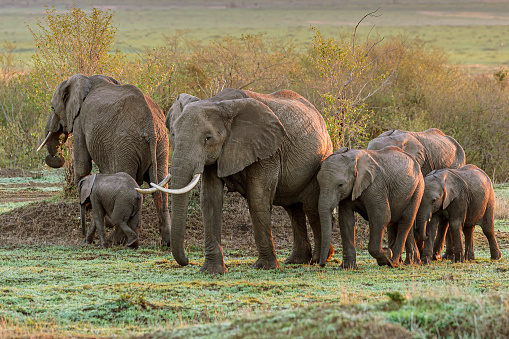 Herd of African elephants (Loxodonta africana) walking across the savanna of the Massai Mara.\n\nTaken on the Massai Mara, Kenya, Africa.