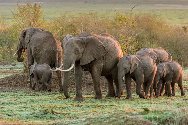 Herd of African elephants (Loxodonta africana) walking across the savanna of the Massai Mara.

Taken on the Massai Mara, Kenya, Africa.