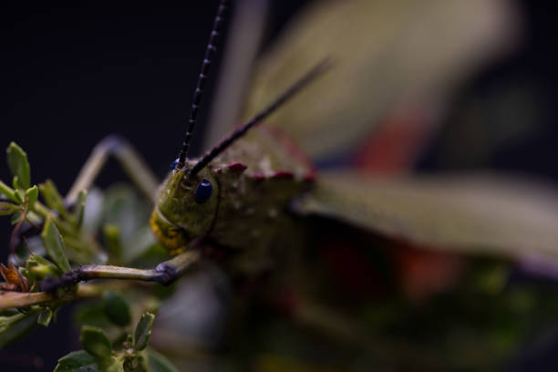 South African Milkweed Locust Grasshopper with beautiful coloring and patterns and textures . showing the Beauty in nature. Closeup makro photograph in a studio with isolated on a  black background.