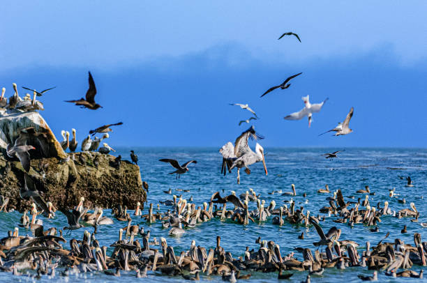 istock Long Shot Brown Pelicans and Other Birds Foraging for Fish 1420595526
