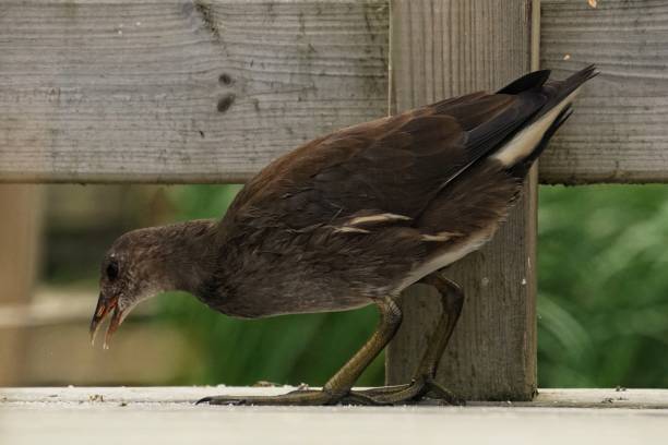 istock Young moorhen on wooden bridge 1420596847