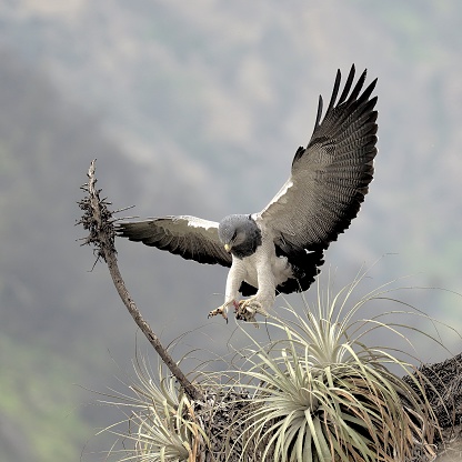 A single adult Black-chested Buzzard Eagle (Geranoaetus melanoleucus) begins to land on its nest within a clump of Bromeliad plants on a cliff, while holding a rabbit prey item in its claws in the central Chilean Andes near Santiago de Chile