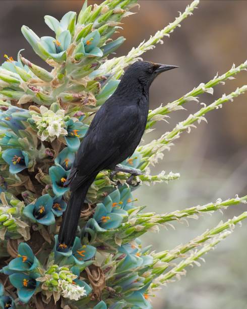 istock An Austral Blackbird rests on a Chagual flower 1420597929