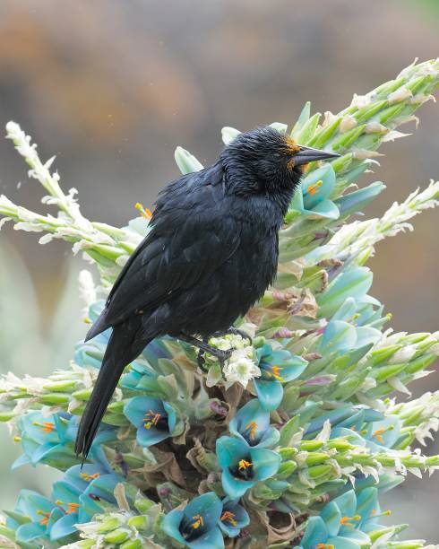 istock An Austral Blackbird rests on a Chagual flower 1420597956