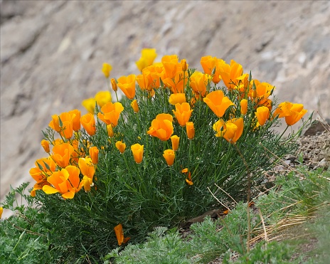 Californian poppies or Eschscholzia californica, lively bright golden orange flowers covering some of the high altitude meadows surrounding the national park areas in Tenerife, Canary Islands, Spain.