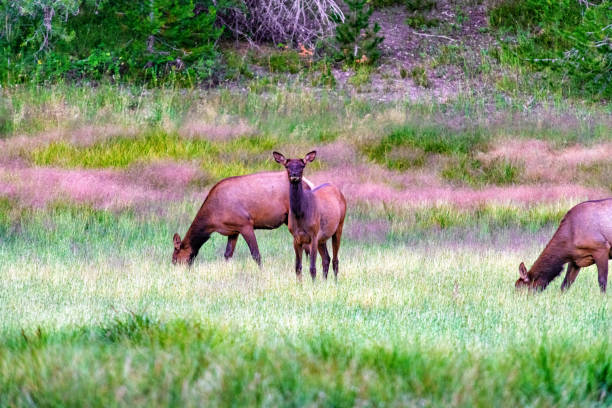 A herd of elk in a meadow in Wyoming's Grand Teton National Park on a summer evening.