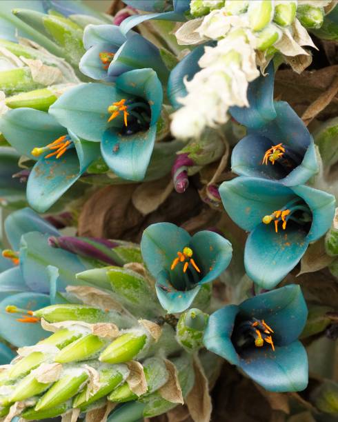 Close-up of flowers of the Blue Puya, sometimes called the Turquoise Chagual stock photo
