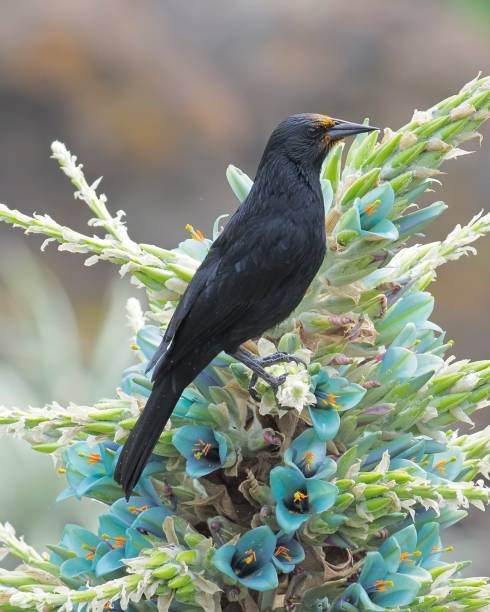 istock An Austral Blackbird rests on a Chagual flower 1420597975