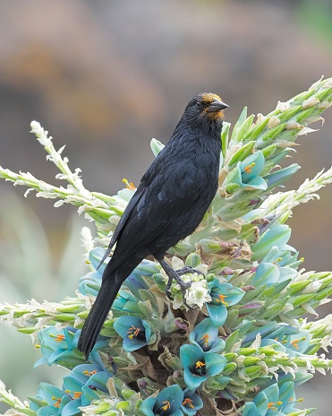An Austral Blackbird (Curaeus curaeus) rests on the flower spike of Blue Puya (Puya berteroniana) after drinking nectar from the large flowers and inadvertently accumulating a heavy dusting of pollen around the head, which will cross-pollinate other Puyas when it flies to its next meal