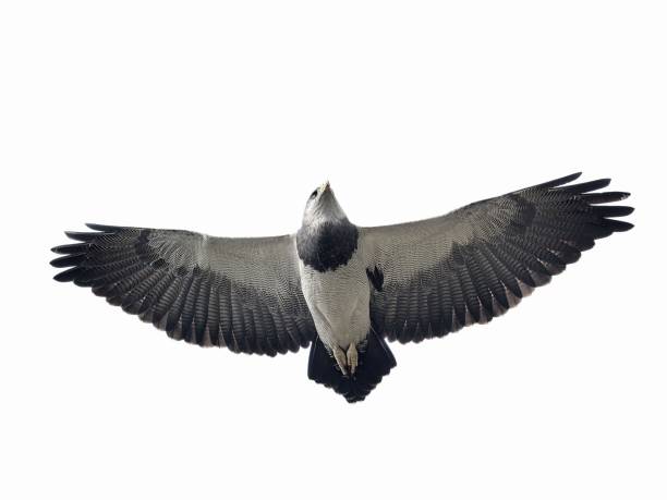 A Black-chested Buzzard Eagle soars against a white sky stock photo