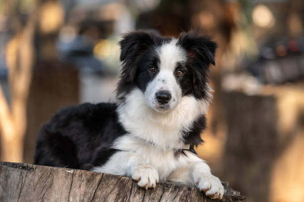istock Black and white border collie in the park 1420601899