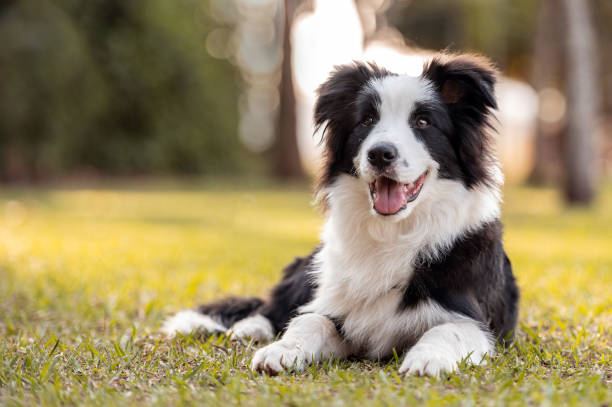 black and white border collie dog Black and white Border Collie dog posing on the grass in the park sticking out the tongue open mouth in the warm sun during golden hour border collie stock pictures, royalty-free photos & images