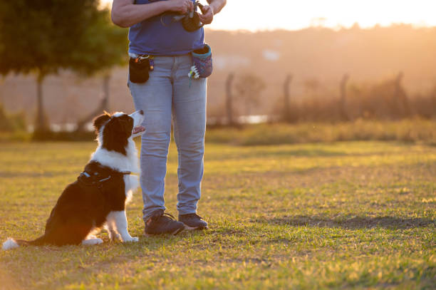 istock Woman training Border Collie 1420602674