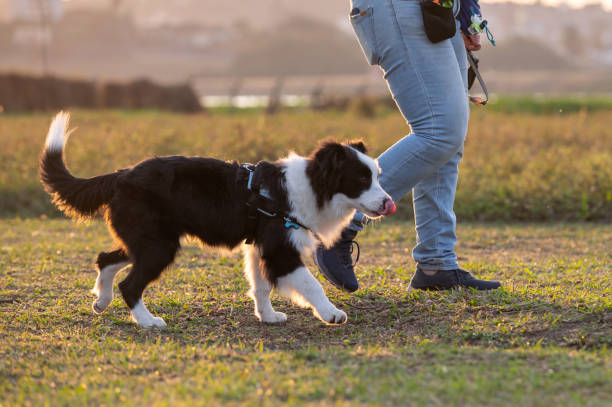 istock Woman training Border Collie 1420602694