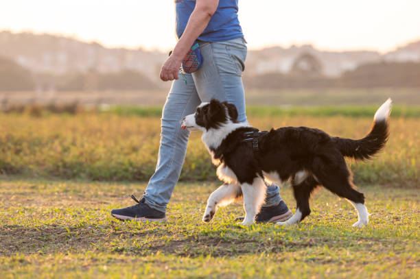 istock Woman training Border Collie 1420602695