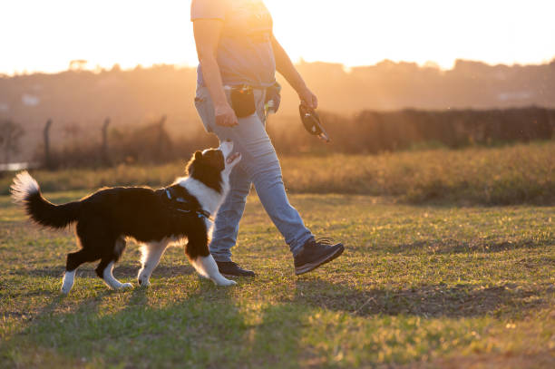 istock Woman training Border Collie 1420602717