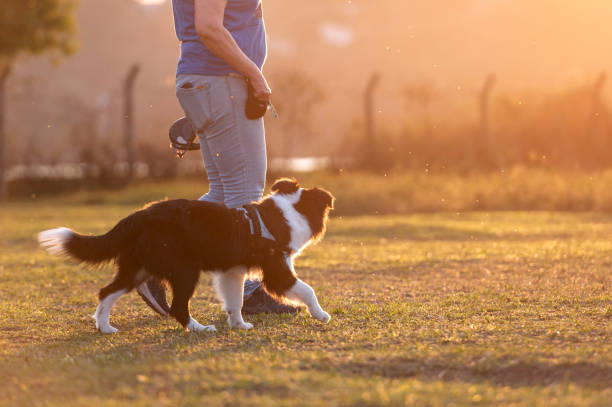 istock Woman training Border Collie 1420602793