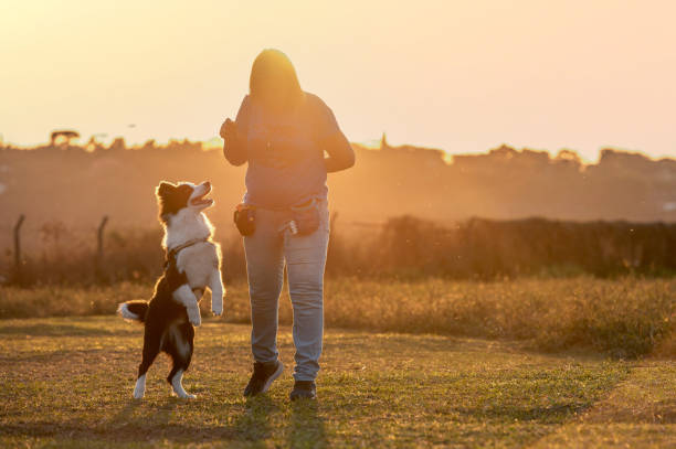 istock Woman training Border Collie 1420602798