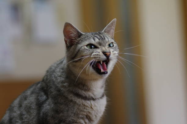 cat Meowing cat miaowing stock pictures, royalty-free photos & images