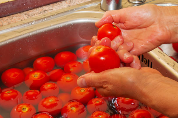 istock A woman's hands wash tomatoes under running water in the kitchen sink. 1420606464