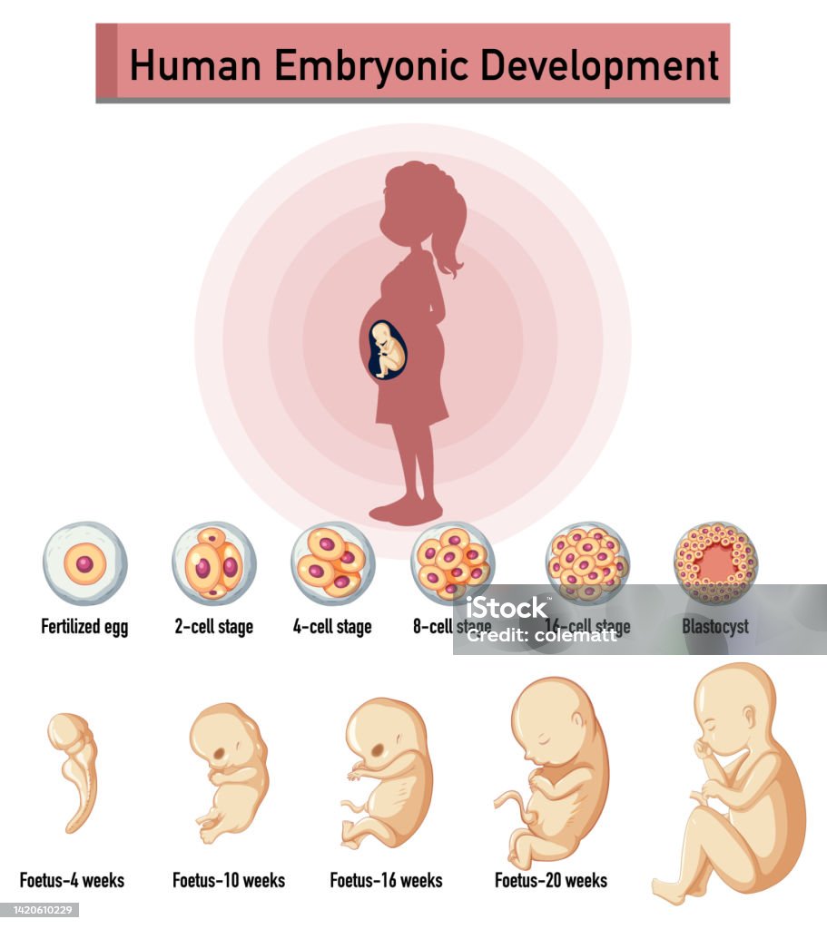 Human Embryonic Development In Human Infographic Stock Illustration ...