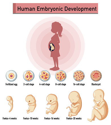 Human Embryonic Development In Human Infographic Stock Illustration Biology Diagrams