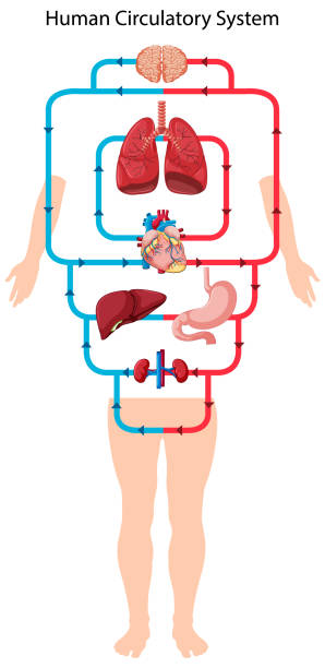Diagram showing blood flow of the human heart Diagram showing blood flow of the human heart illustration clip art of a diagram of human lungs stock illustrations