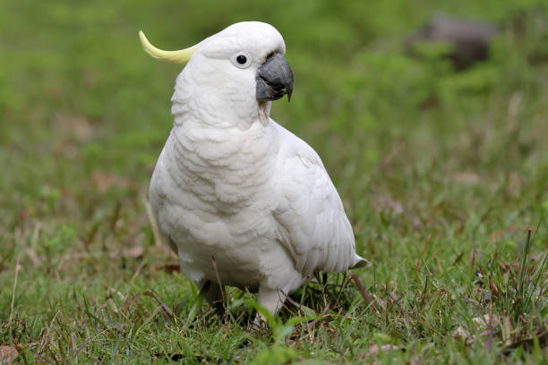 istock Sulphur-crested Cockatoo 1420616620