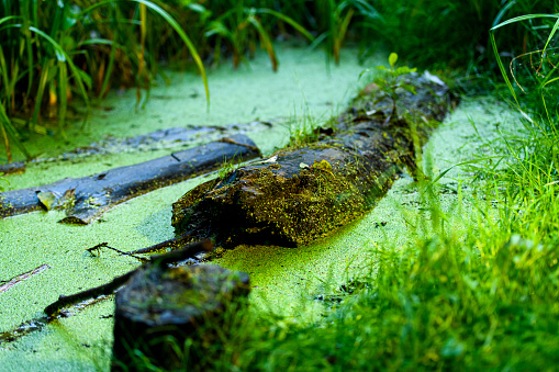 A rotten log in a damp swamp overgrown with duckweed