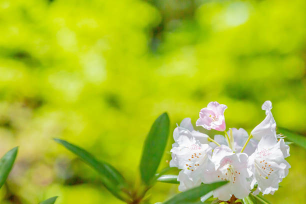 azalea, pink colored flower in garden