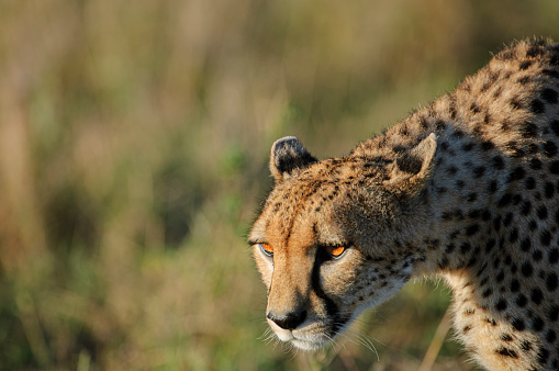 Closeup portrait of a young cheetah cub posing and looking into the camera