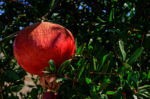 Close-up of a pomegranates (Punica granatum) fruit ripening on an pomegranate tree on a San Joaquin Valley farm.