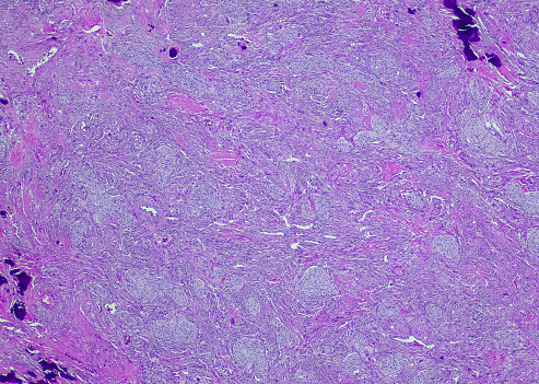 Microscopic image of Microscopic image of nymphaea of aqustio stem