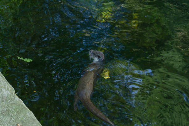 istock View of an otter swimming in a river 1420621380