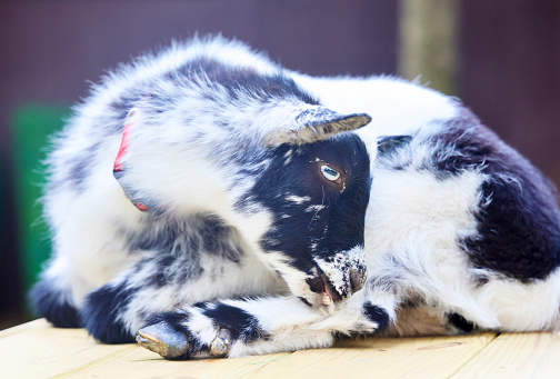 A cute black and white Nigerian dwarf goat grooms itself while laying down
