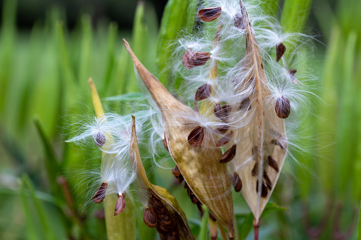 This macro image shows autumn ripened seed pods on a swamp milkweed plant (asclepias incarnata) that have split open naturally, dispersing seeds containing silky floss for airborne movement.