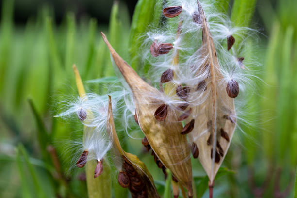 Newly open ripe seed pods on a swamp milkweed plant This macro image shows autumn ripened seed pods on a swamp milkweed plant (asclepias incarnata) that have split open naturally, dispersing seeds containing silky floss for airborne movement. milkweed seed pod stock pictures, royalty-free photos & images